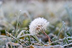 Frost