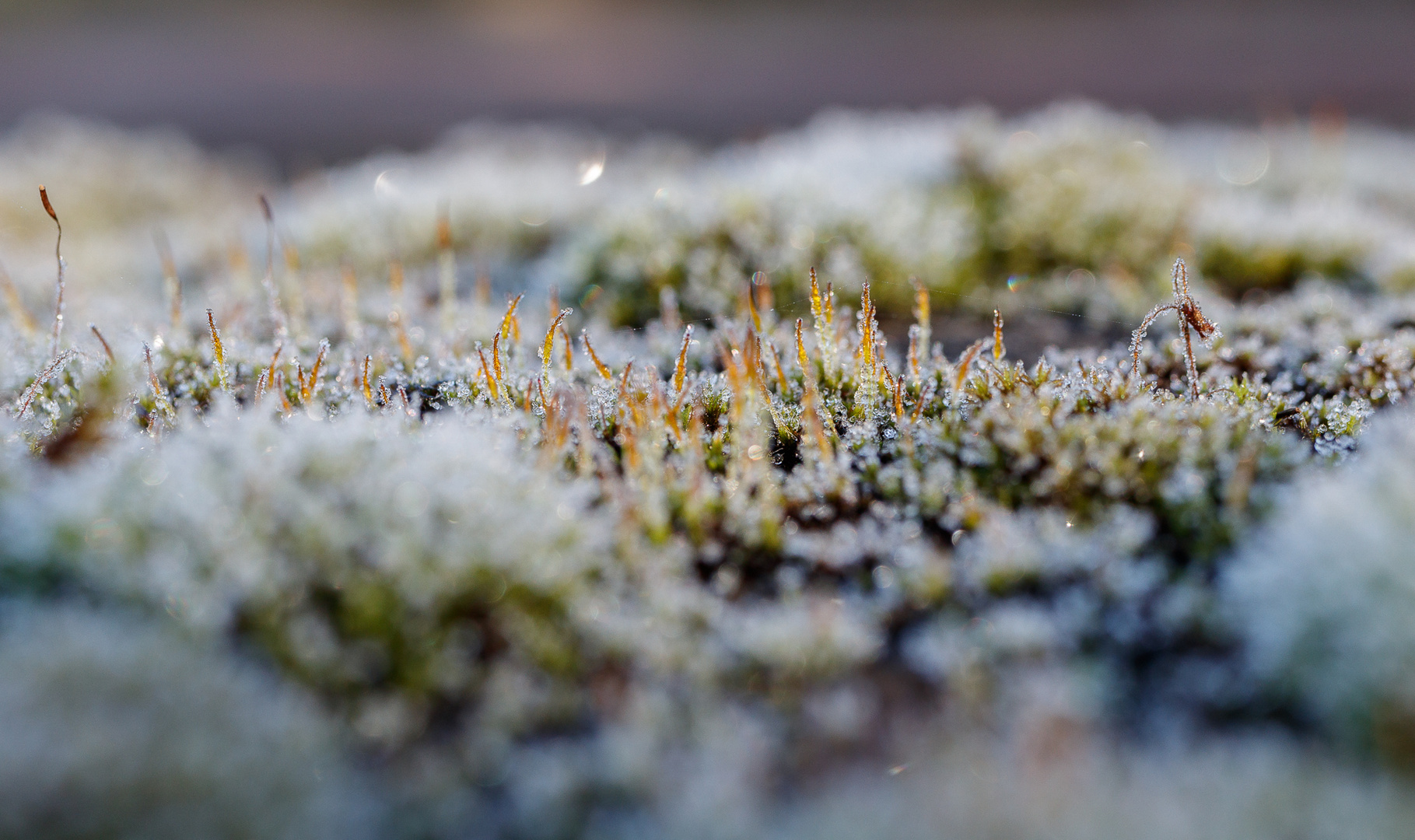 Frost (9)