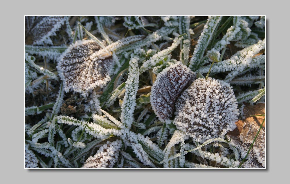 Frost