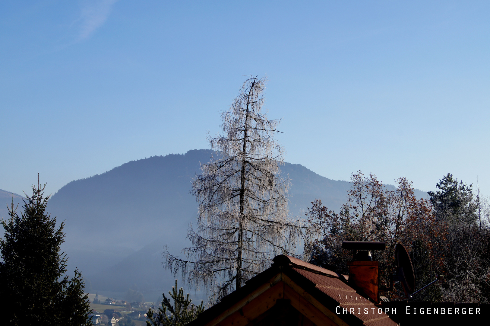 Frost am Baum