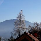 Frost am Baum