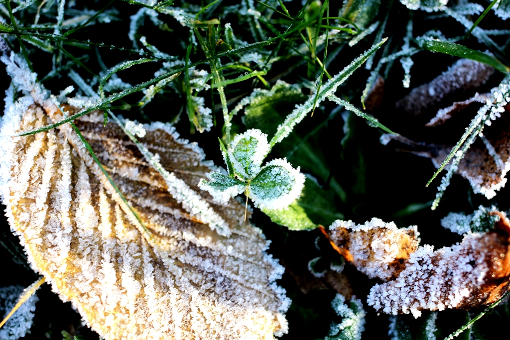 Frost am Boden