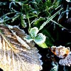 Frost am Boden