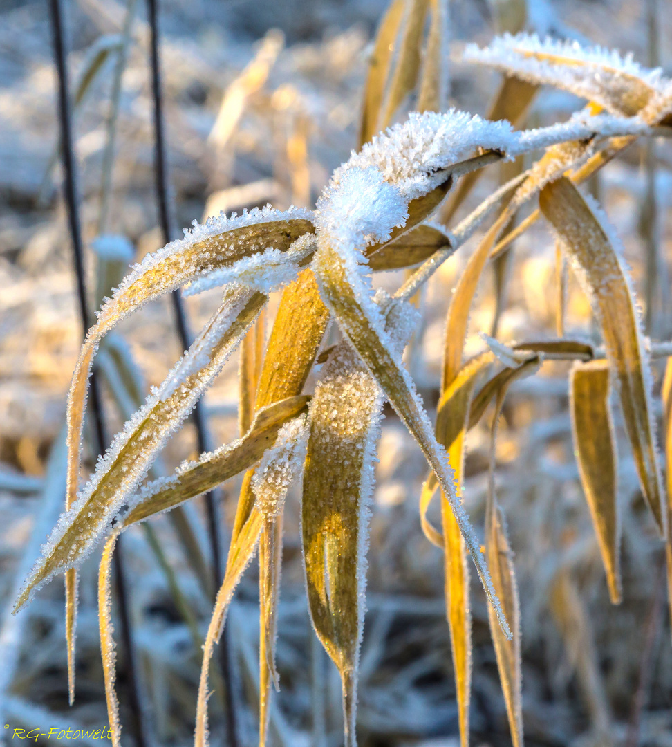 Frost am goldenen Schilf