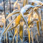 Frost am goldenen Schilf