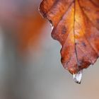 Frost am Herbstlaub