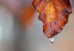 Frost am Herbstlaub