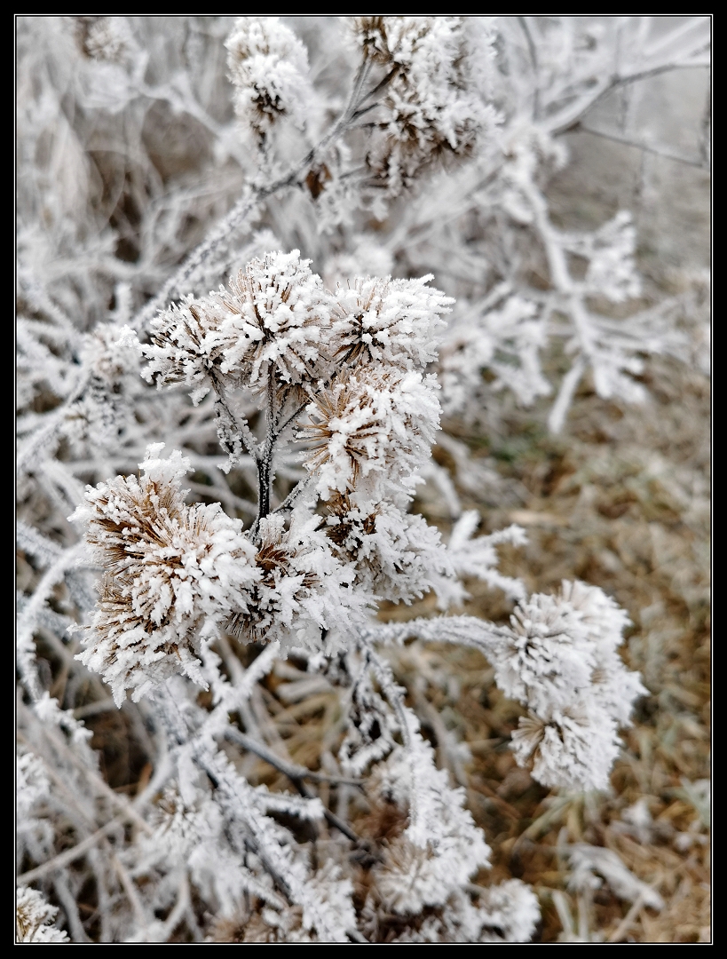 Frost am Katzenberg