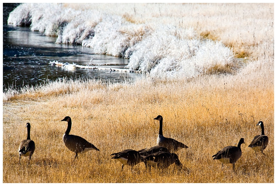 Frost am Madison River