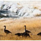 Frost am Madison River