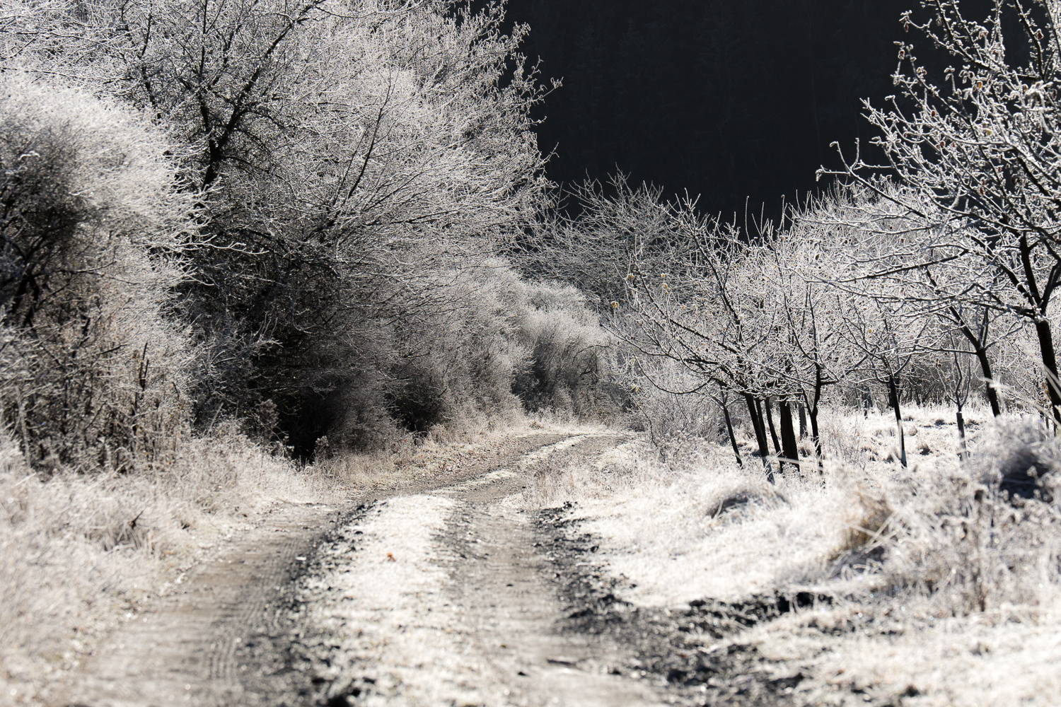 Frost am Morgen