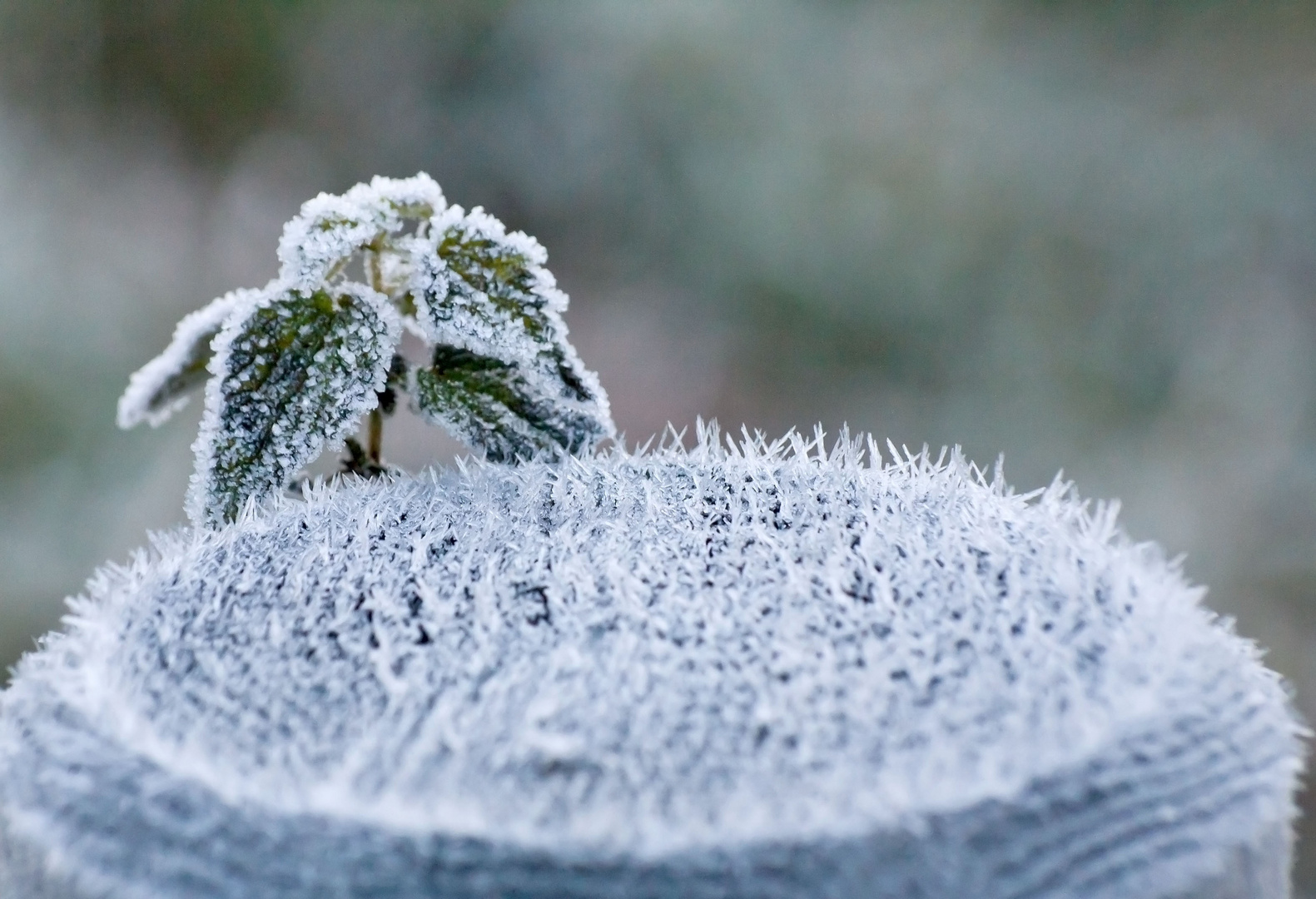 Frost am Morgen