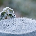 Frost am Morgen