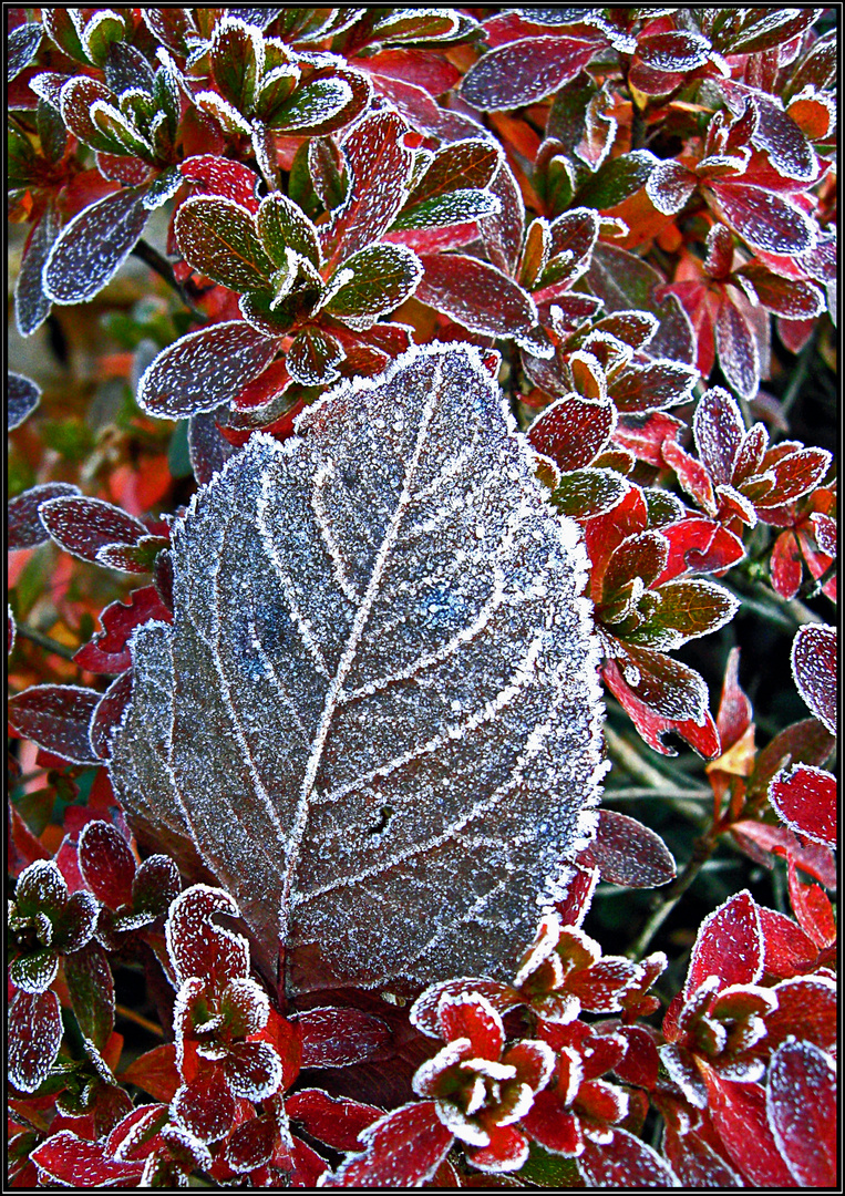 Frost am Morgen