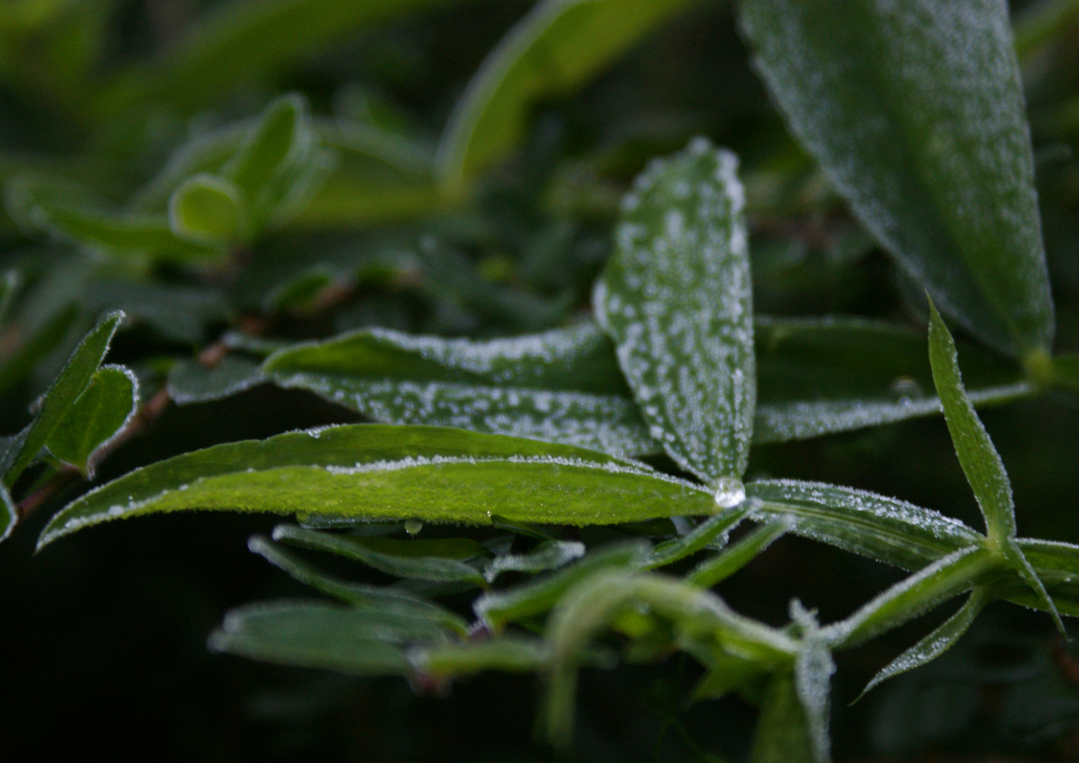 Frost am Morgen