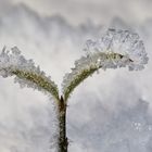 Frost am Nachmittag