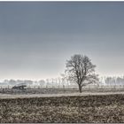 Frost am Niederrhein