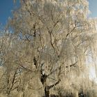 Frost am Olchinger See