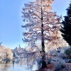 Frost am Schwanenteich