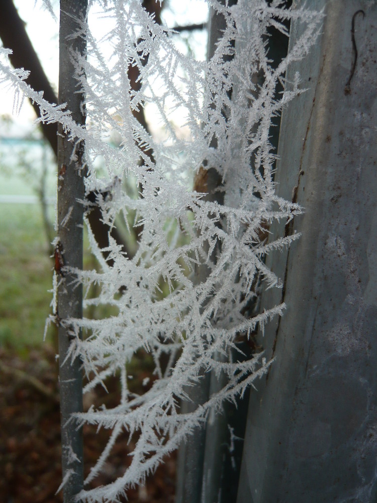 Frost am Spinnennetz