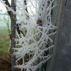 Frost am Spinnennetz