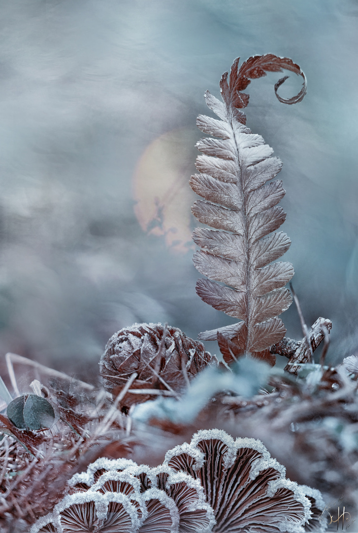 Frost am Waldboden