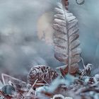 Frost am Waldboden