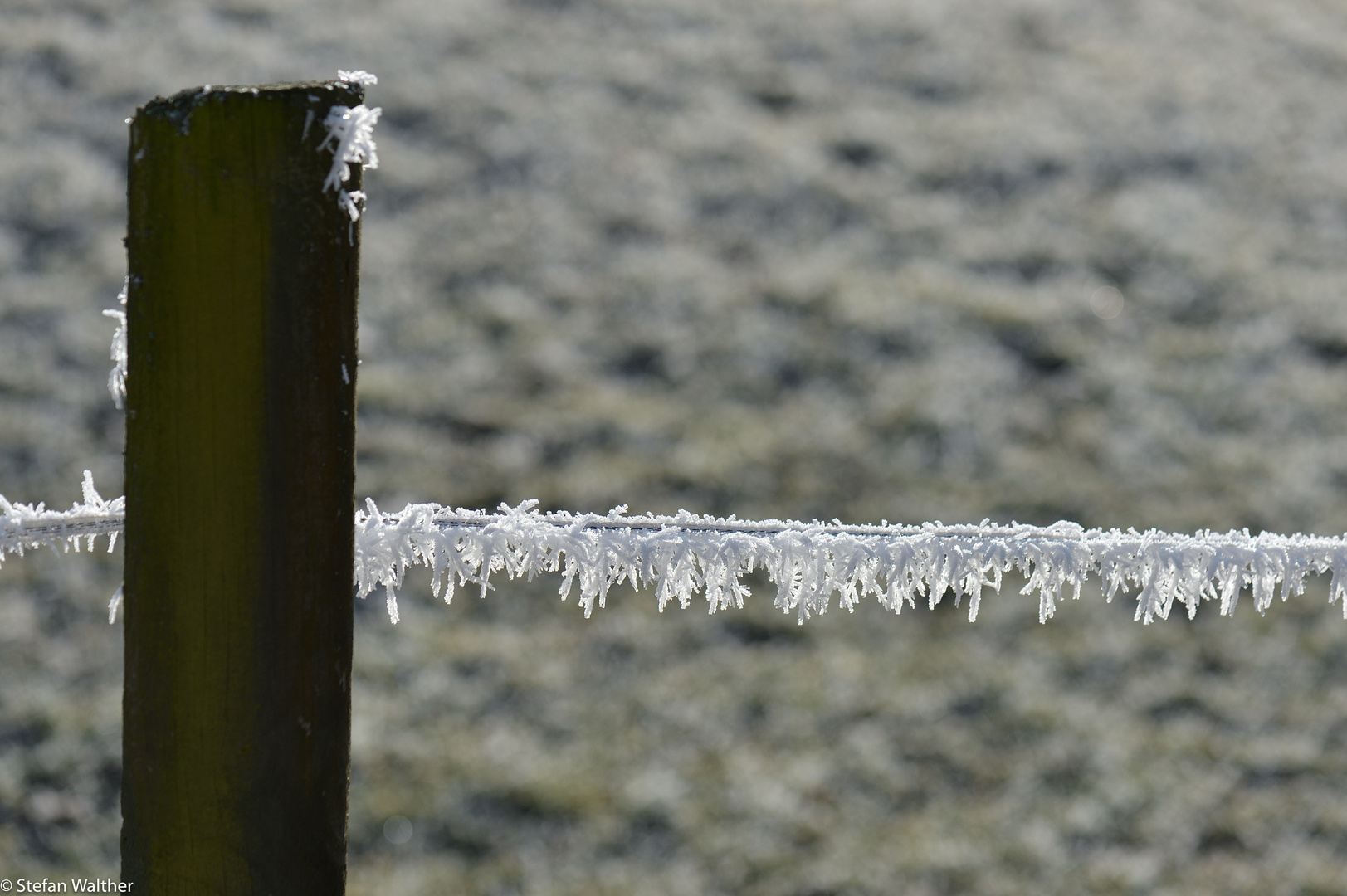 Frost am Zaun