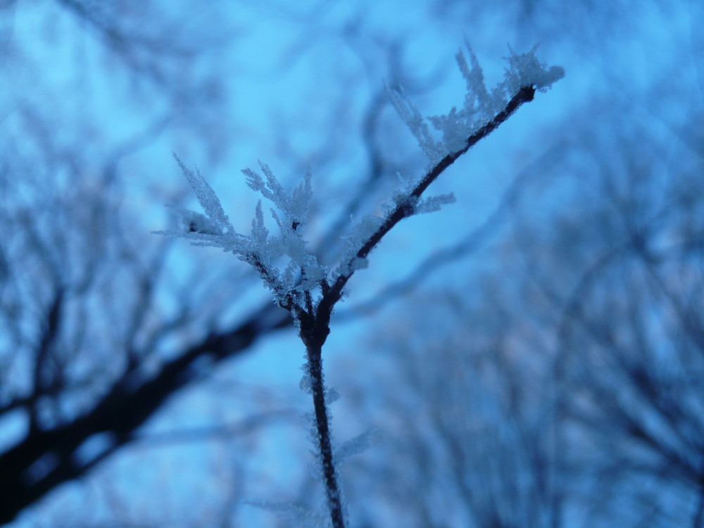 Frost am Zweig