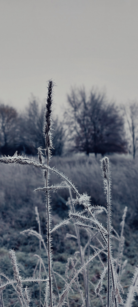 Frost an den Testerbergen