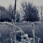 Frost an den Testerbergen