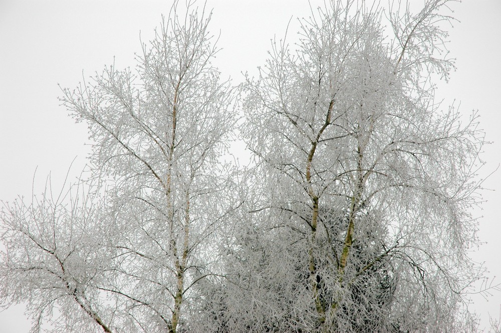 frost and fog