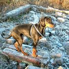 frost and the dobermann puppy