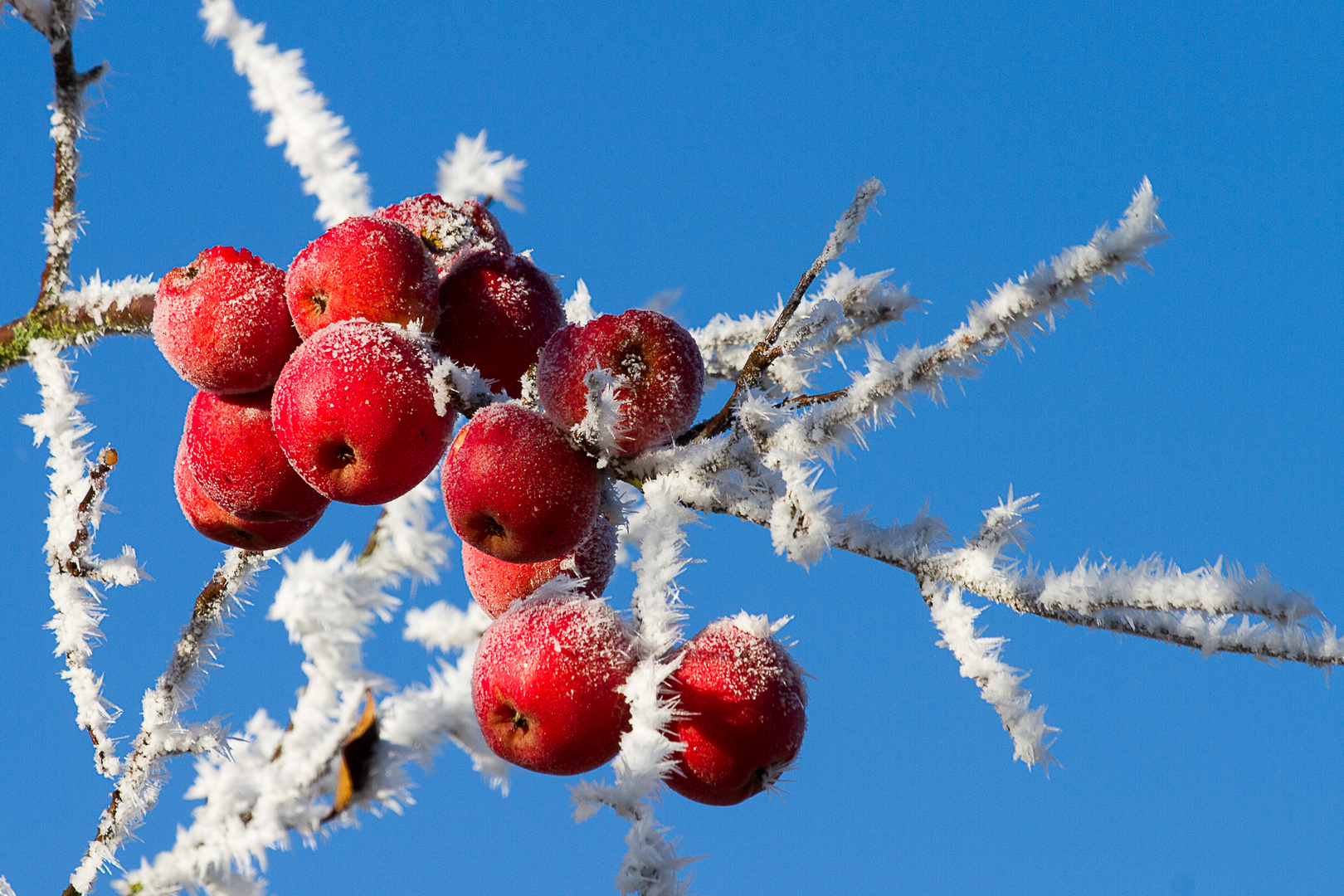 Frost Apfel 