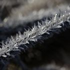 Frost at the 13/02/2019