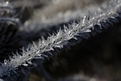 Frost at the 13/02/2019