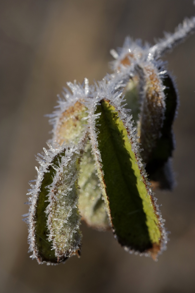 Frost at the 13/02/2019