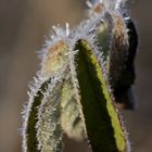 Frost at the 13/02/2019