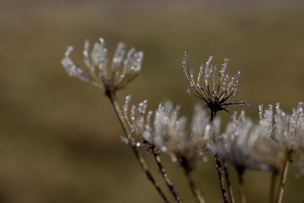 Frost at the 13/02/2019