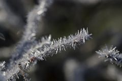 Frost at the 13/02/2019