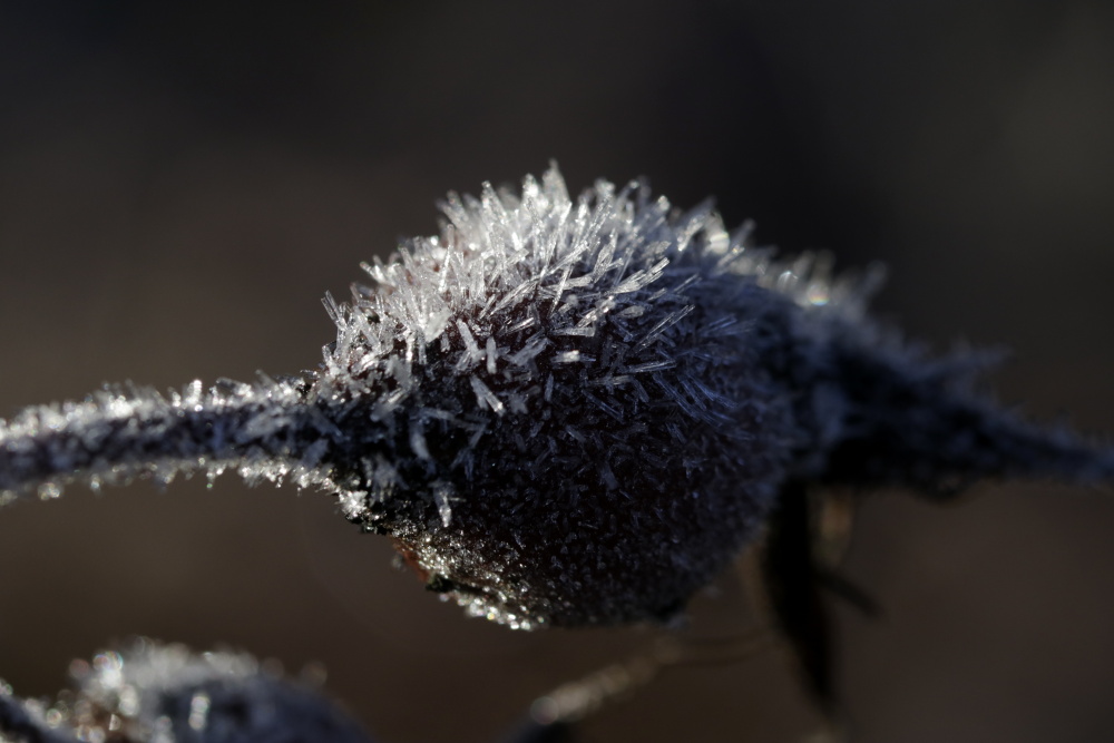 Frost at the 13/02/2019