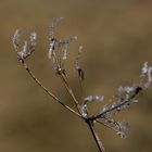 Frost at the 13/02/2019