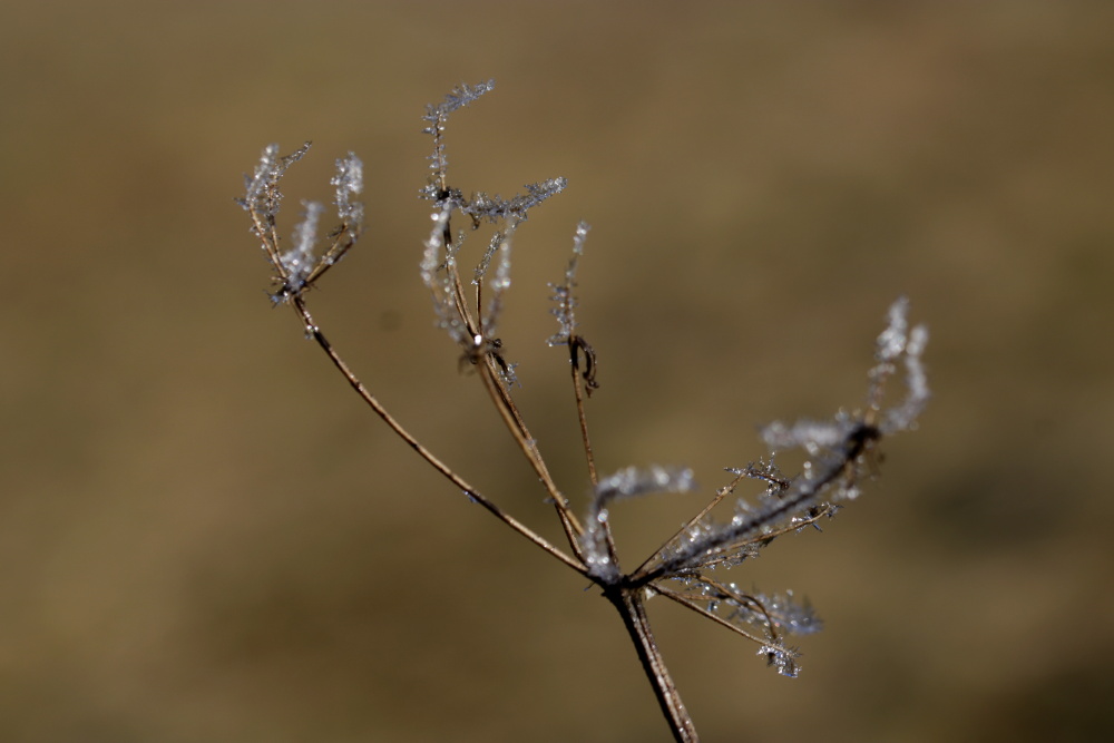 Frost at the 13/02/2019