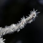 Frost at the 13/02/2019