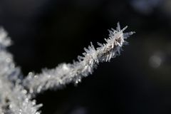 Frost at the 13/02/2019