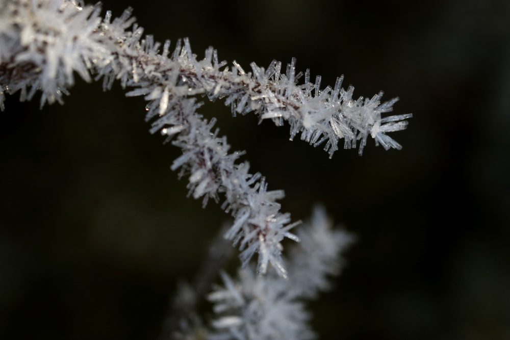 Frost at the 13/02/2019