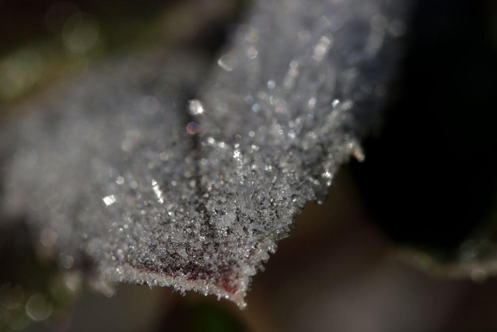 Frost at the 13/02/2019