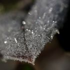 Frost at the 13/02/2019