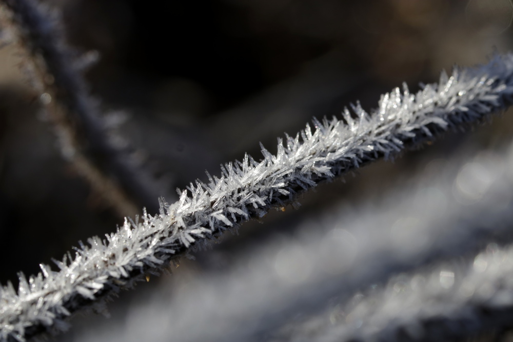 Frost at the 13/02/2019