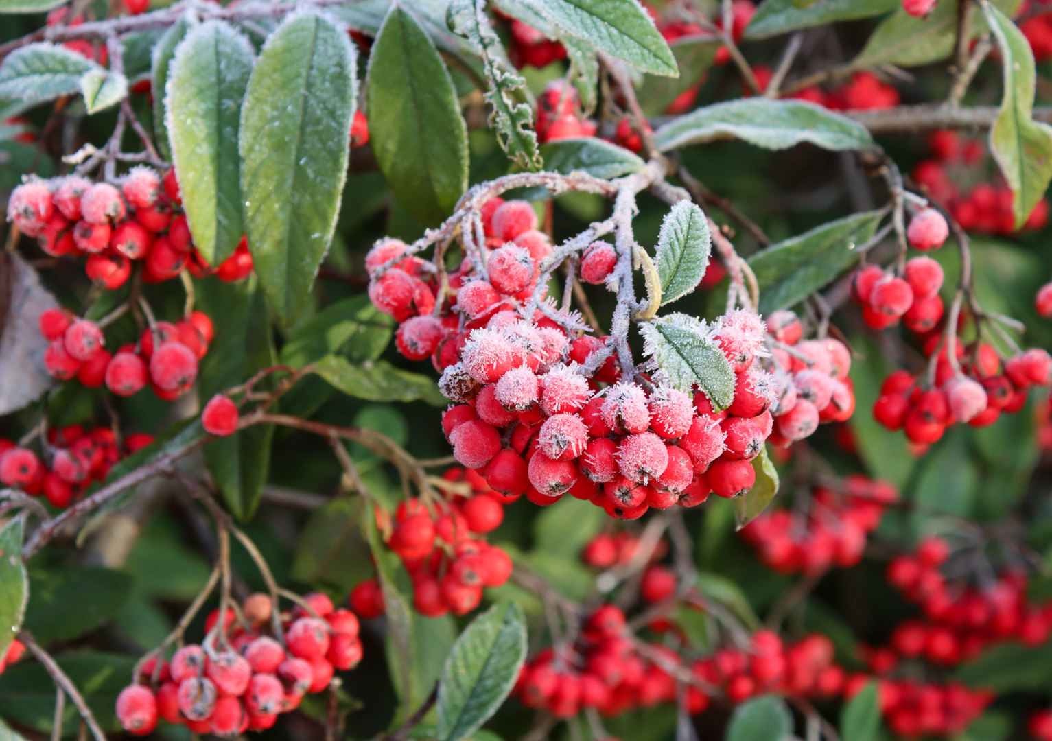 Frost auf Beeren